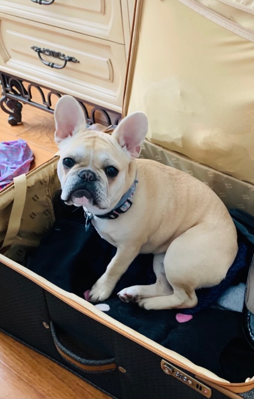 Image of A dog on top of a suitcase